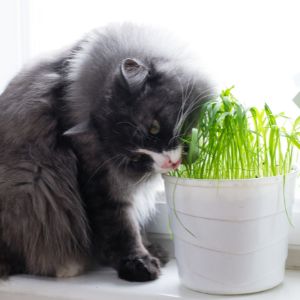 A Cat Grass Planter