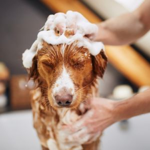 Dog Shampo